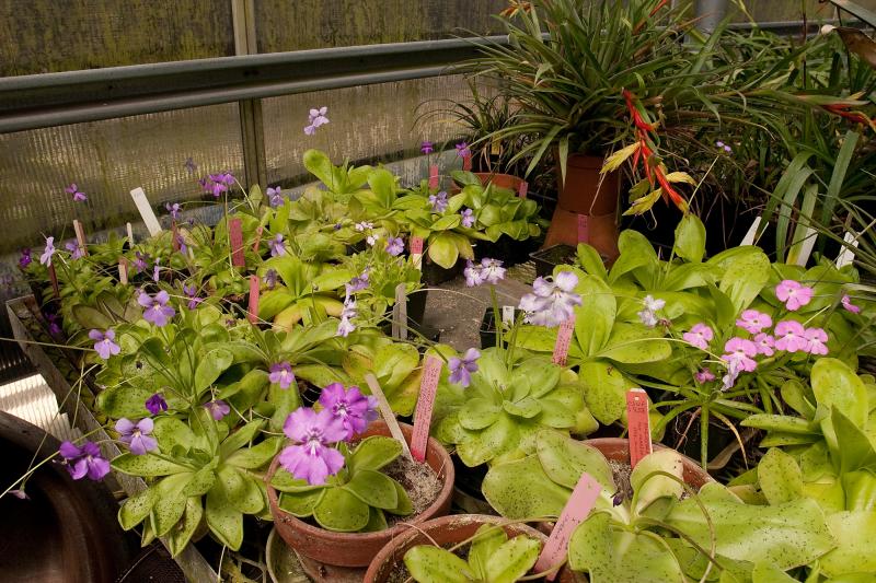 Pinguicula table