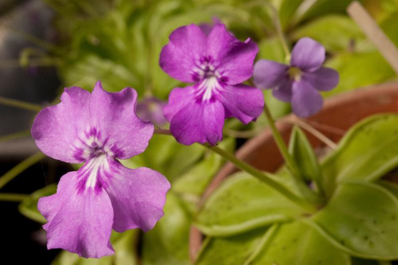 Pinguicula