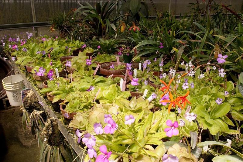 Pinguicula table