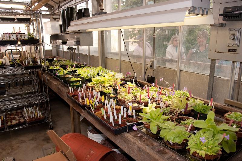 Pinguicula table