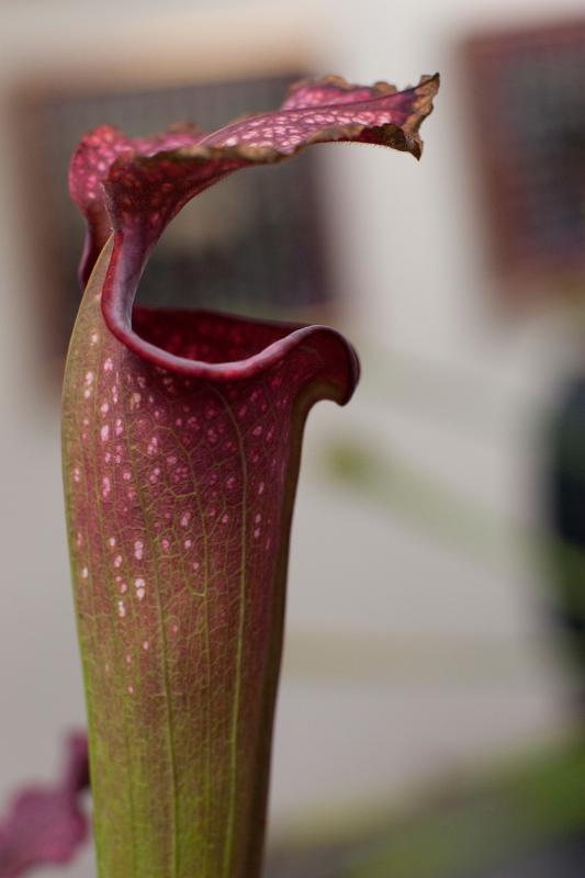 Sarracenia