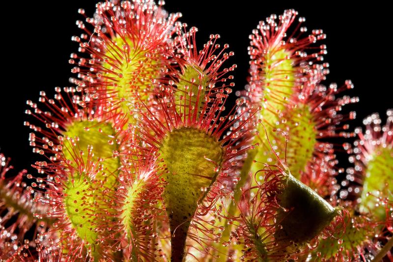 Drosera