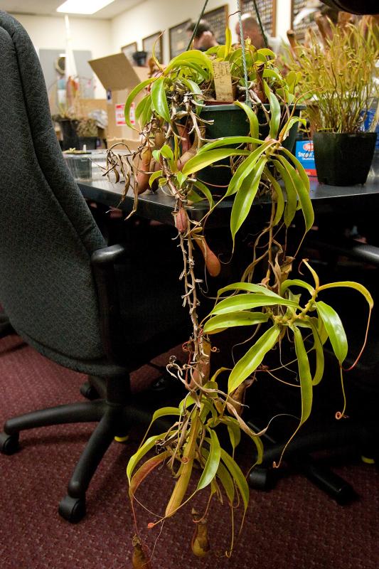 Nepenthes