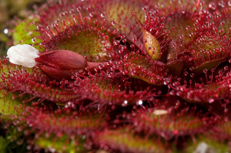 Tuberous Drosera