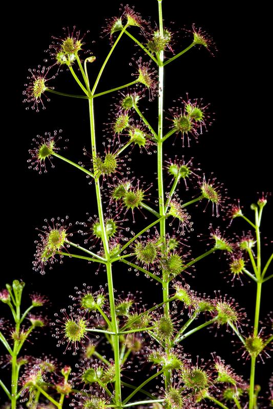 Tuberous Drosera