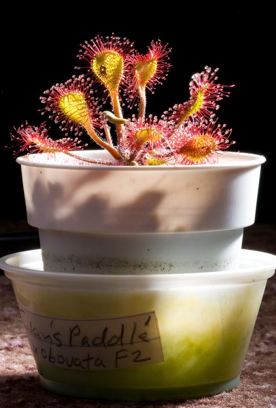 Ivans Paddle sundew