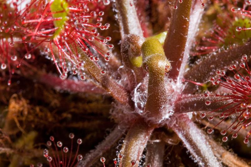 Drosera Ivans Paddle