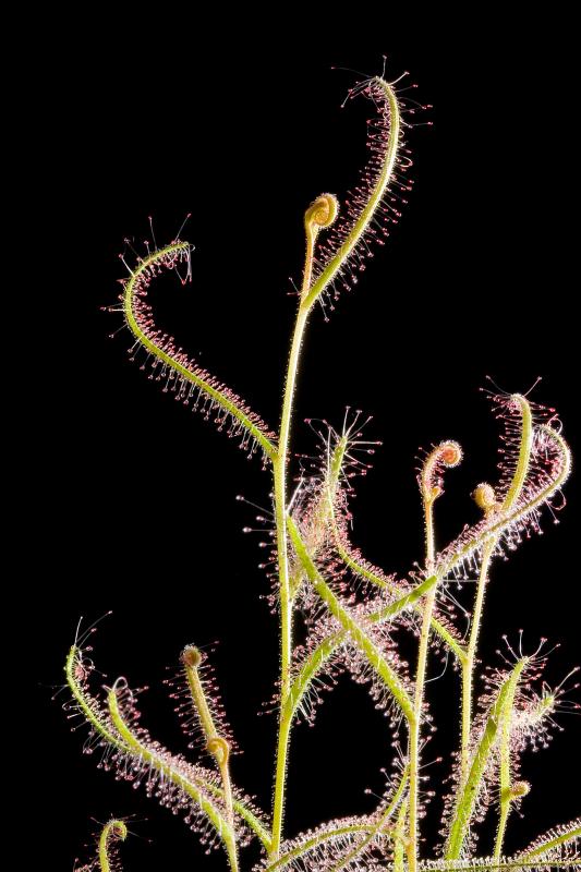 Drosera