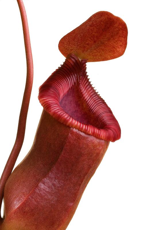 Nepenthes