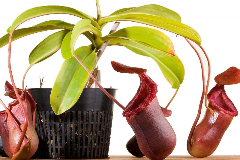 Nepenthes