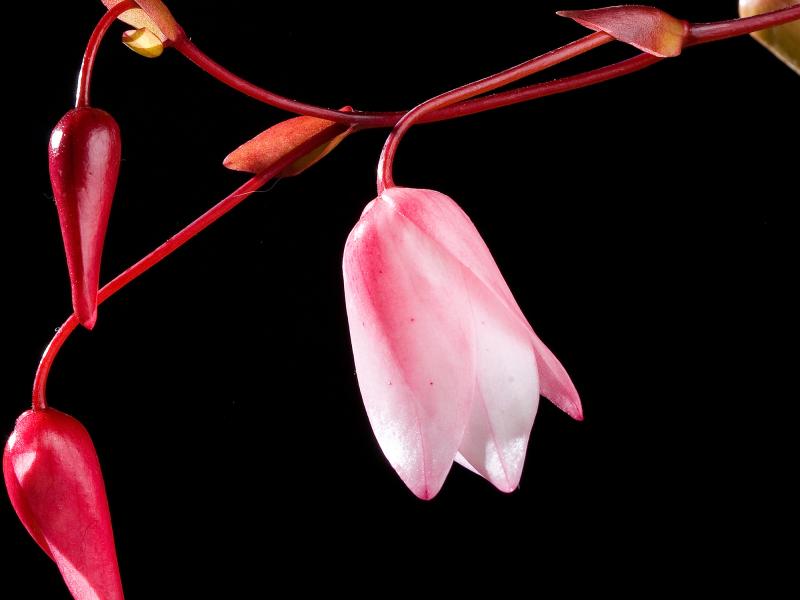 Heliamphora inflorescence