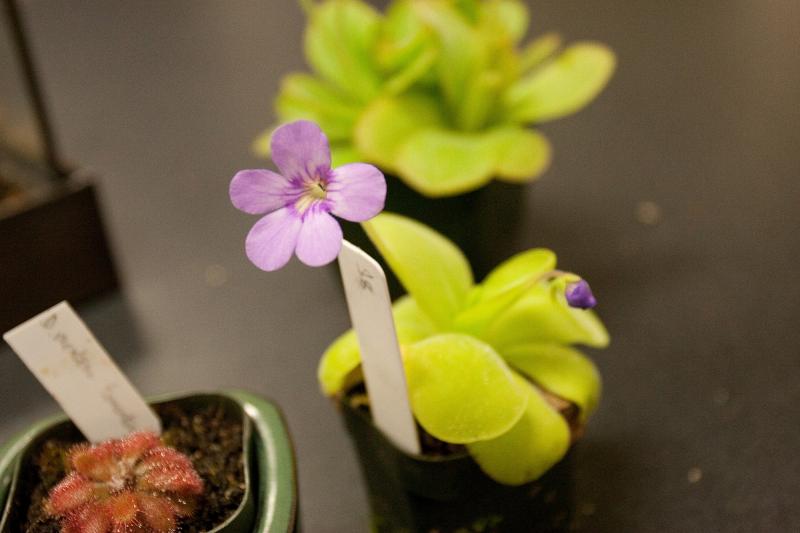 Pinguicula