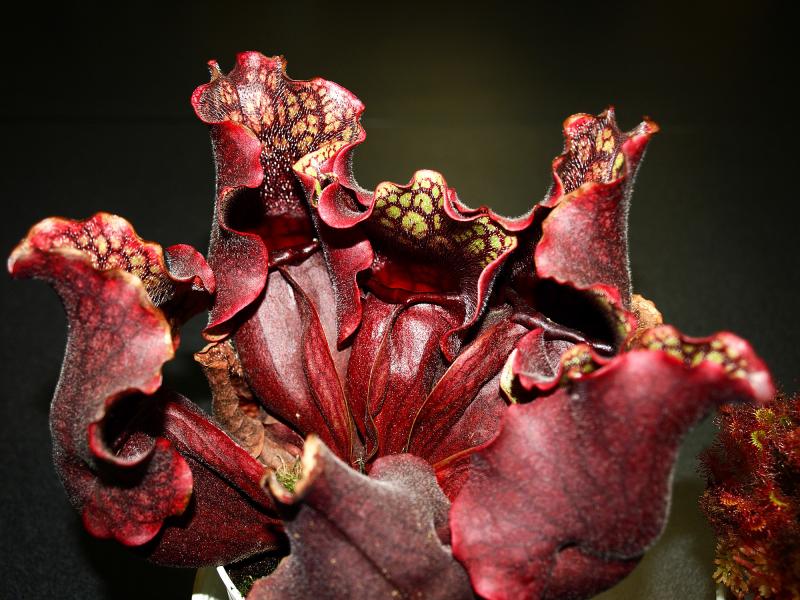 Sarracenia purpurea venosa