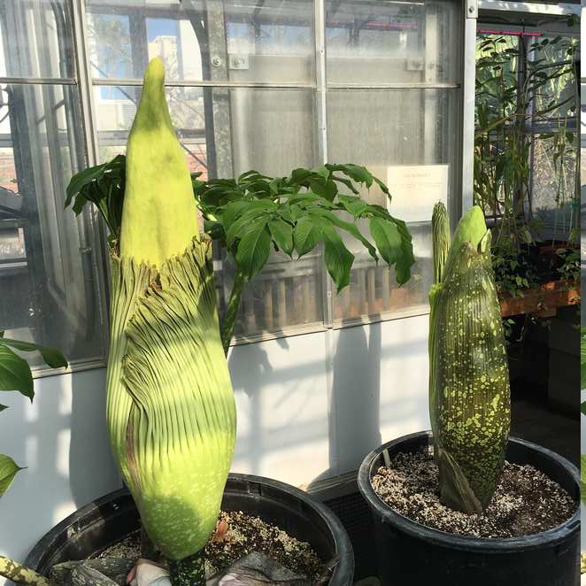 CSUF Titan Arum aka Corpse Flower picture