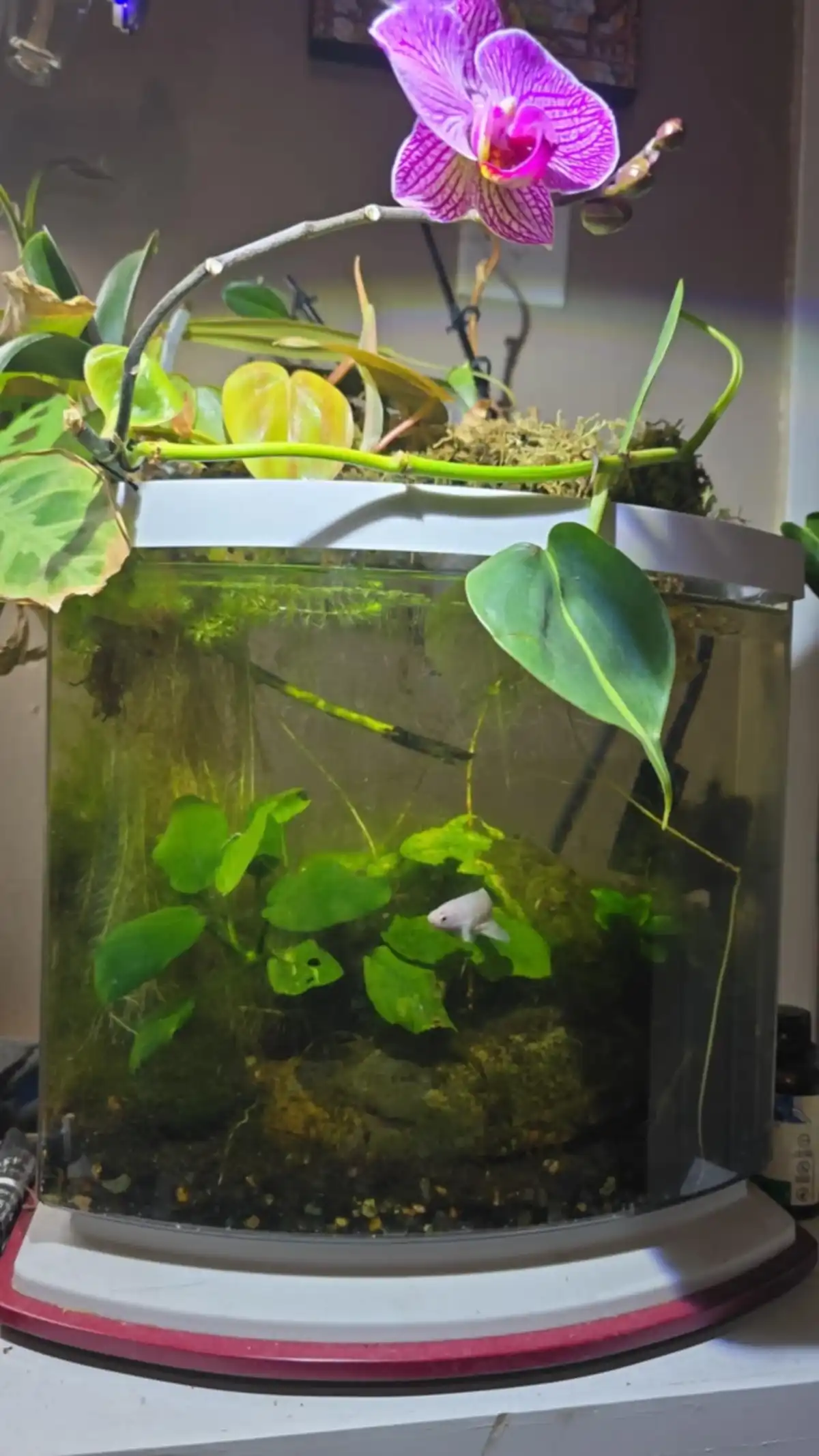 Photo of a Paul Votava terrarium/aquarium