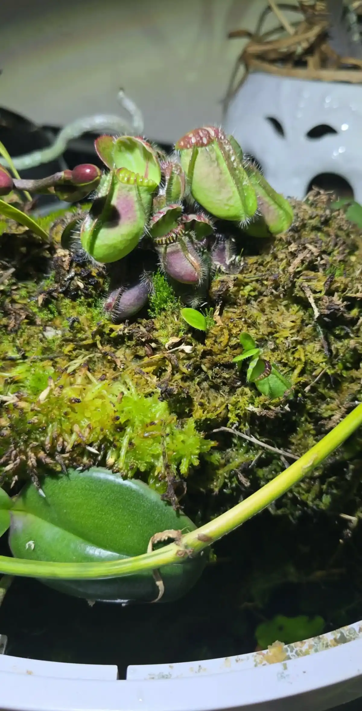 Photo of a Paul Votava terrarium/aquarium