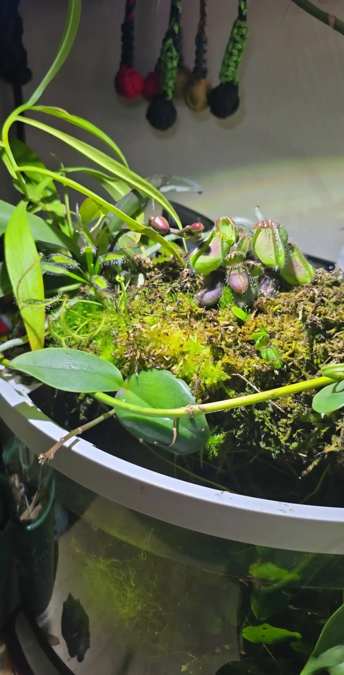 Photo of a Paul Votava terrarium/aquarium