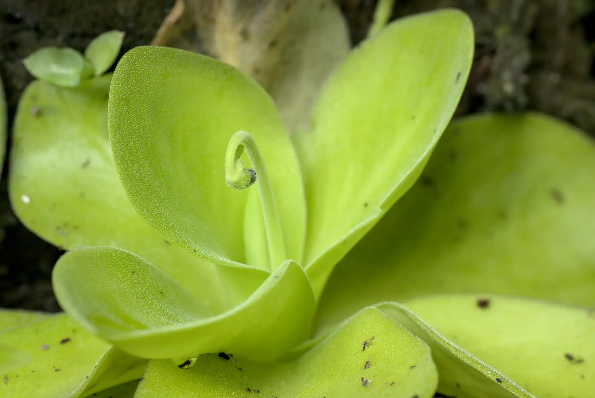 April 2025 Meeting - Pinguicula in Oaxaca